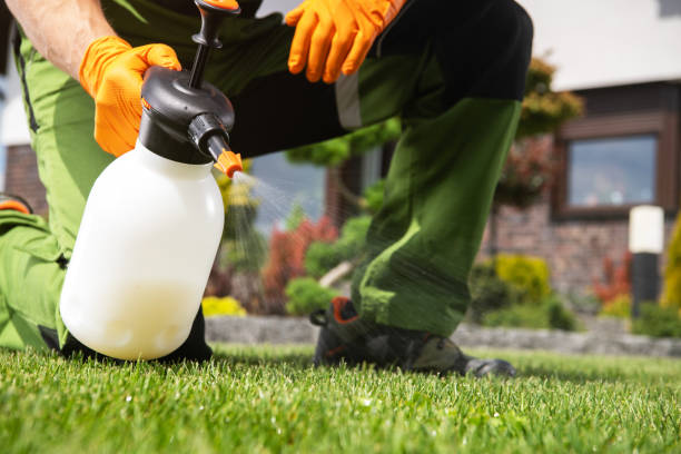 Best Flea Control Services  in Hamtramck, MI