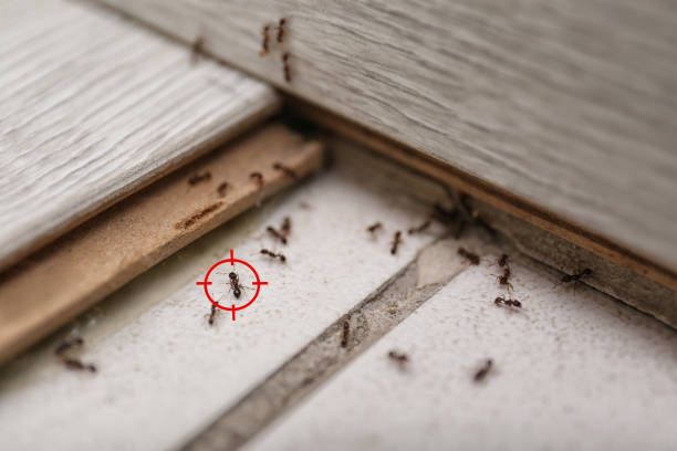 Best Commercial Pest Control Services  in Hamtramck, MI