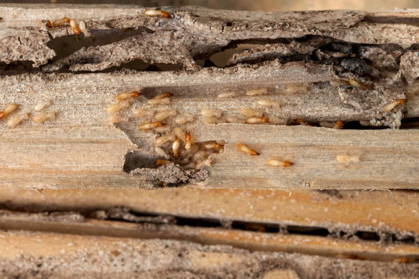 Best Residential Pest Control  in Hamtramck, MI