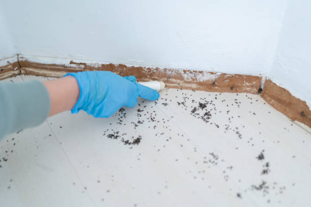 Best Pest Prevention Services  in Hamtramck, MI